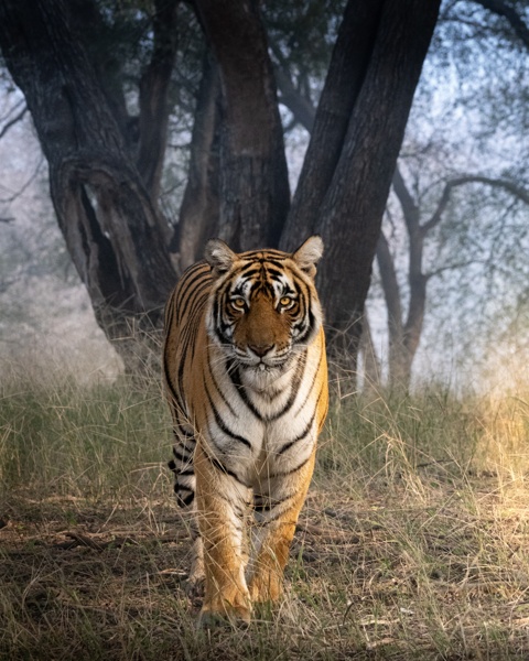 The Spirit of Nature looks in your Soul
