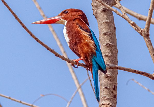White Throated Kingfisher