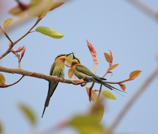 Blue tailed Bee eater Pair with Beak crossed