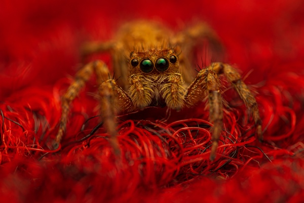 Portrait of a cute jumping spider, another iconic female on the red carpet!