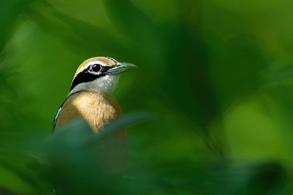 The Vibrant Indian Pitta A Portrait of Brilliance