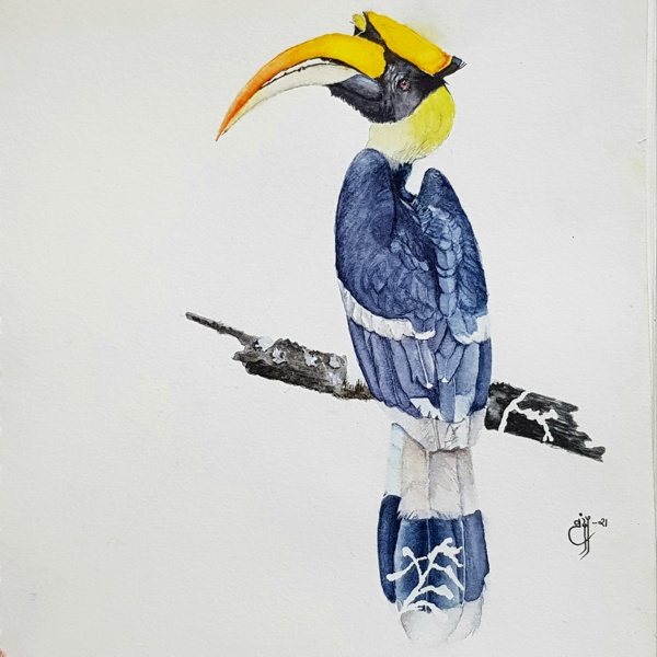 Hornbill