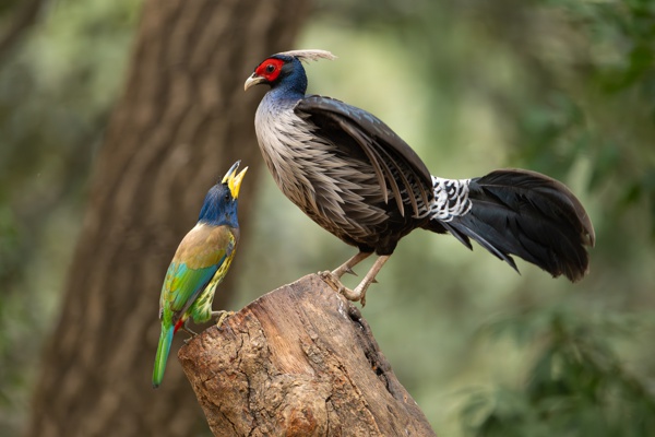 Unexpected Encounter