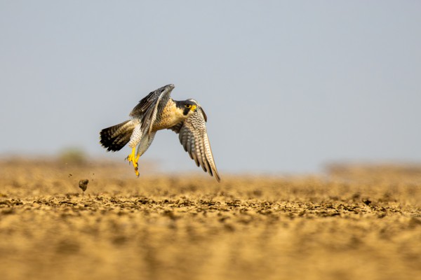 I feel the need, the need for speed