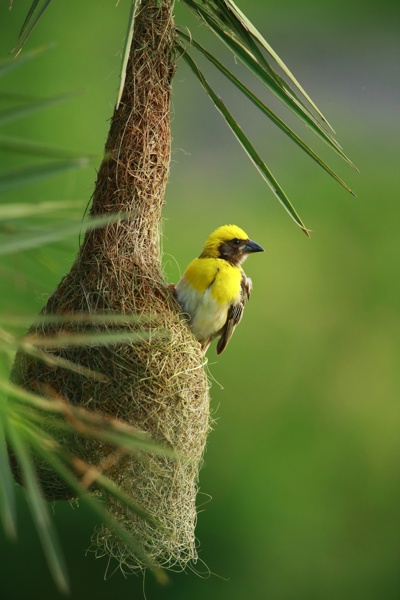 Male Baya Weaver on the nest he built