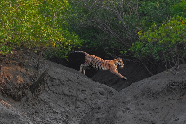 The jump for survival