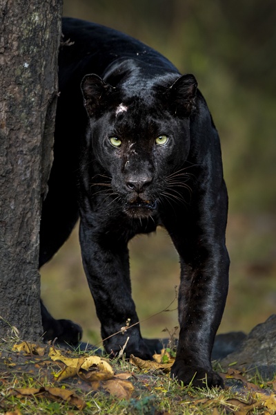 The dark lord of the forest.