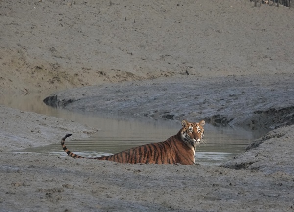 Mangrove Tiger