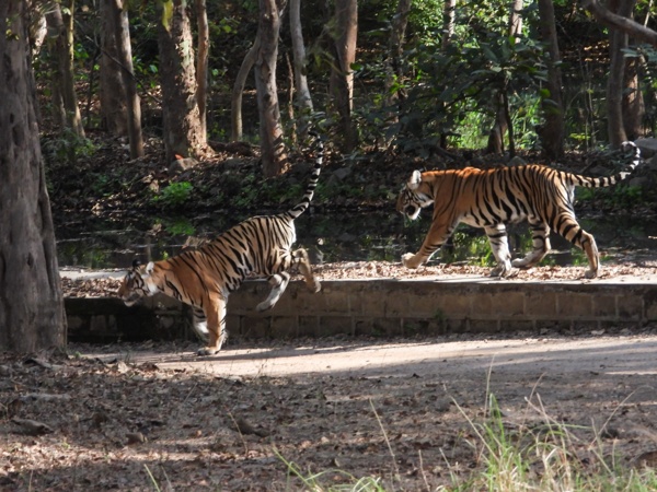 Junglee brotherhood