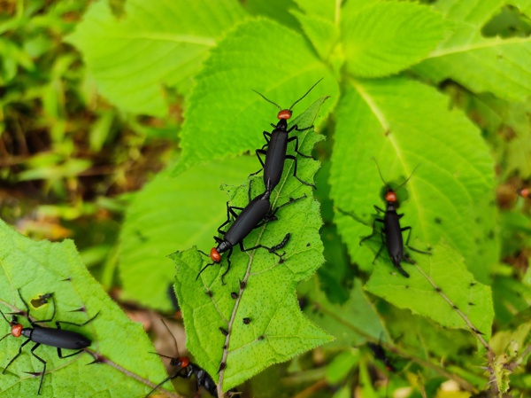 Mating