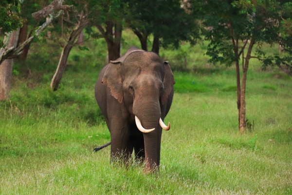Tusker in Monsoon Greens