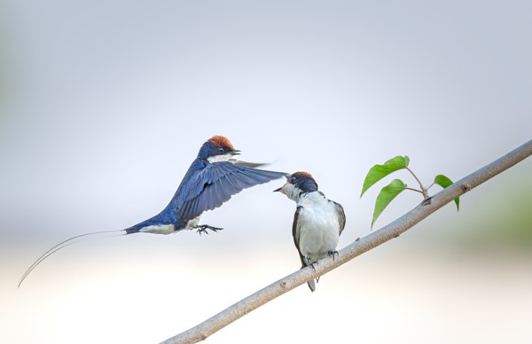 Wire Tailed Swallow Unveiling its Mating Behavior