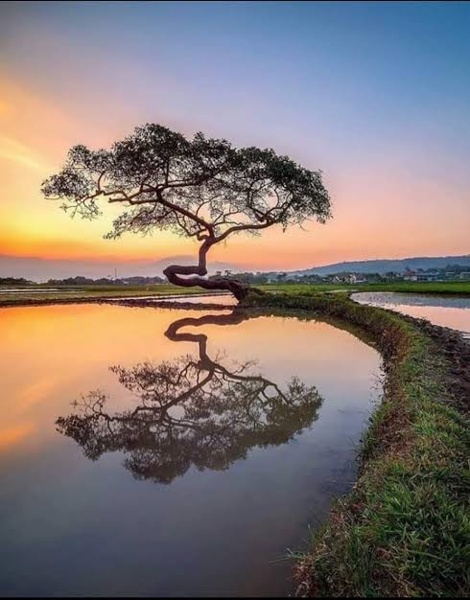 Nature