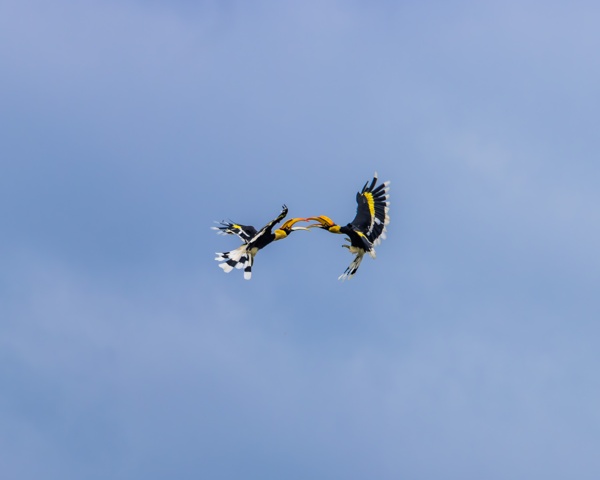 Mid air action