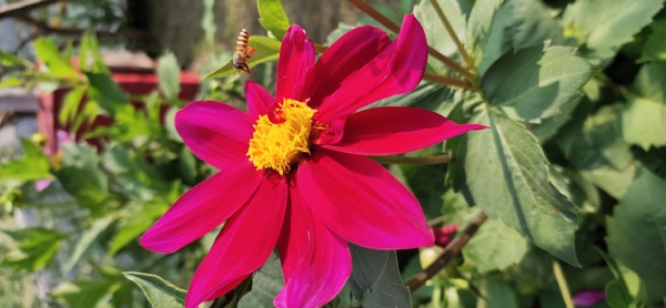 WHO SAID PROFESSIONALS ONLY HAVE MOU TARGET, ITS FOR HONEY BEE TOO