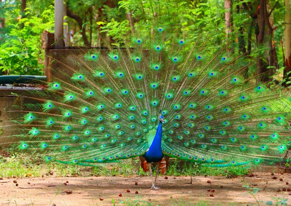PEACOCK'S MAGICAL GRACE OF FEATHERS 🦚