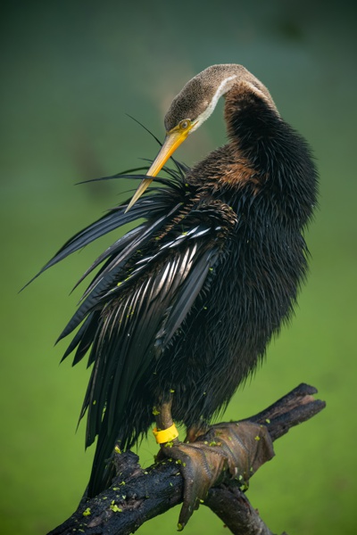Portrait of a Darter