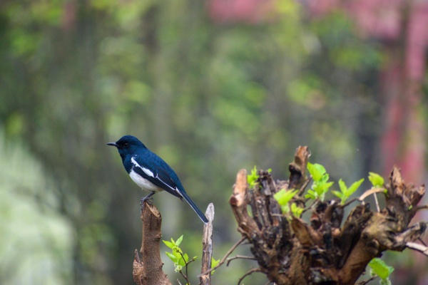 Magpie Robin in a cloudy day