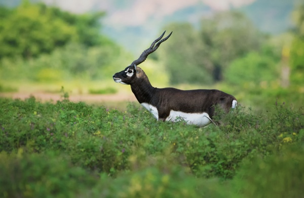 In its green habitat