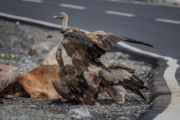 Man-made road for extinction of vultures!