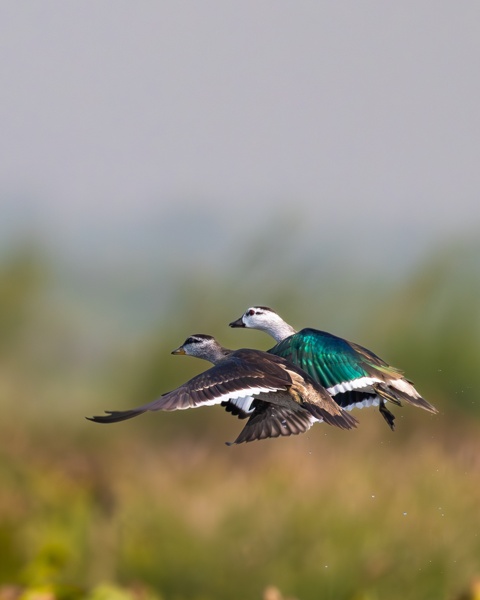 FLY