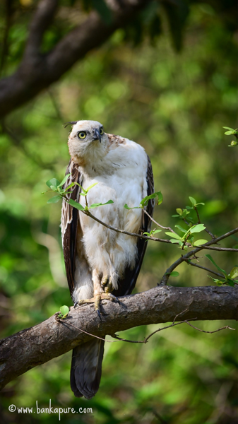 Changeable Hawk Eagle
