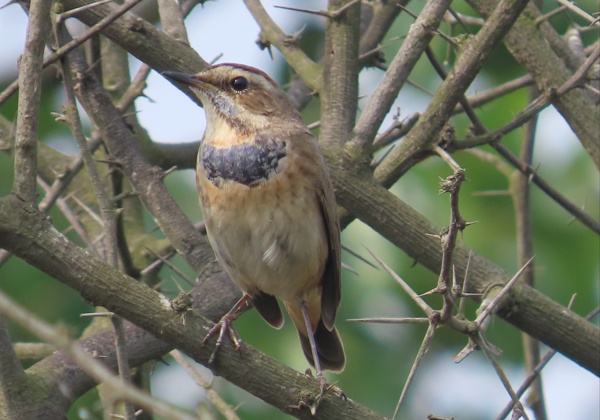 Bluethroat