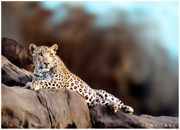 Wildlife