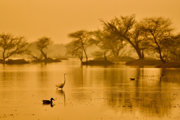GOLDEN LAND