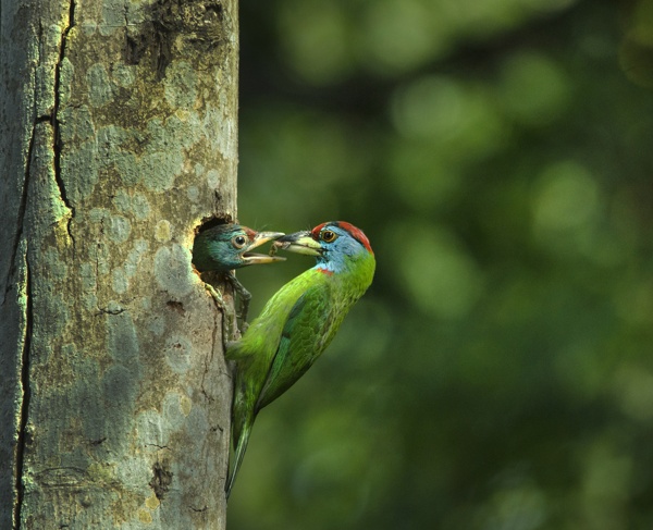 Love from Beak to Beak