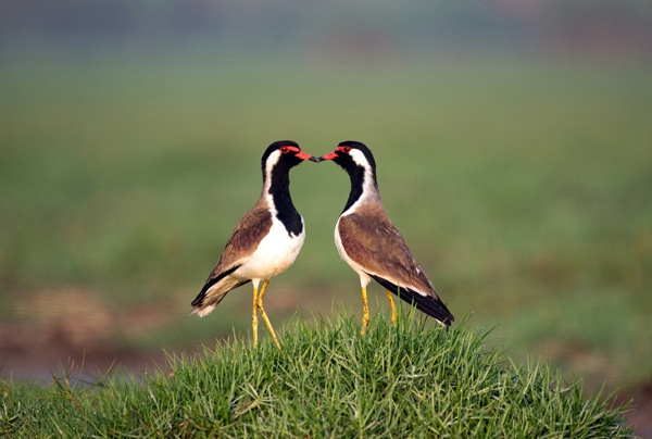 Pair of Red Wattled Lapwing