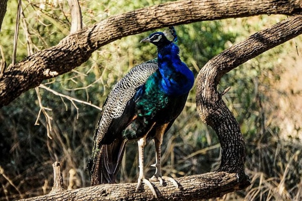 The Gorgeous Peacock