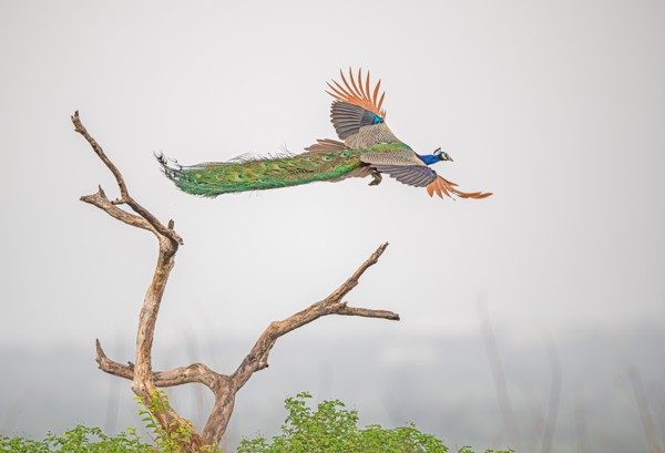 The Majestic Flying Peacock Unveiling its Splendor