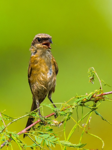 Juvenile Long-tailed Shrike