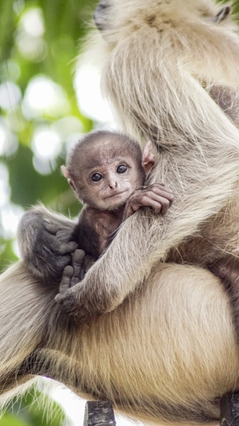 Curious Little Monkey