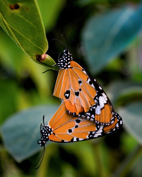 Indian monarch butterflies mating