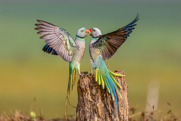 Colourful fight