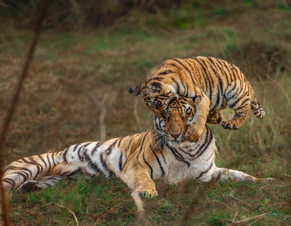 Mother love on its peak