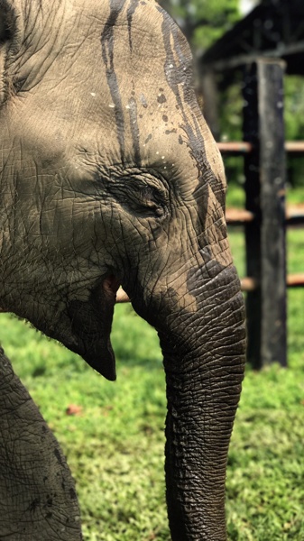 Smiling Baby Elephant