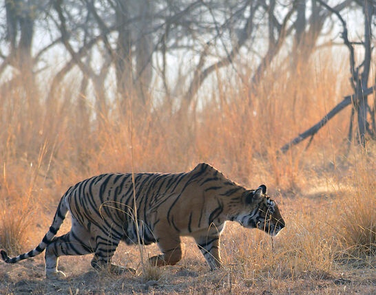 The Ranthambore Rage