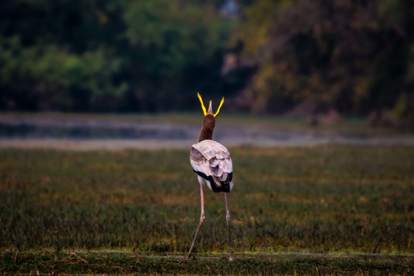 Shattered dream of becoming a prince