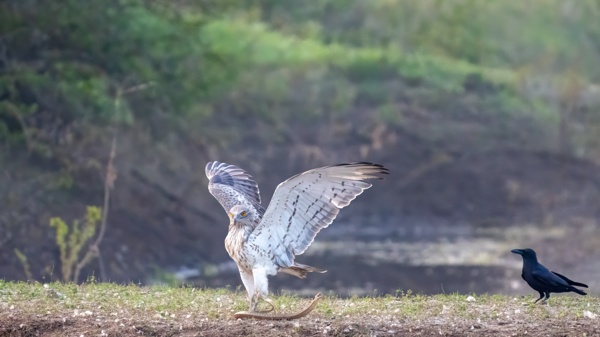 Short toed snake eagle with its favourite catch