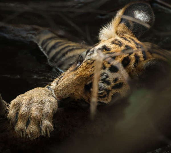 Cooling off under a Shallow pool of water in hot summer