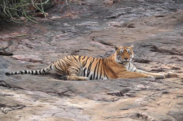 Ladali of Ranthambore