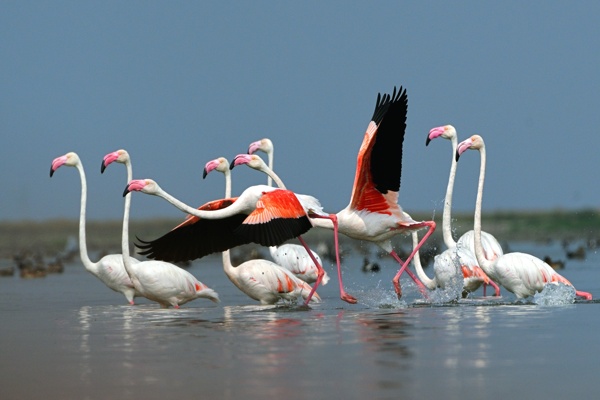 Greater Flamingos flaunting their beauty