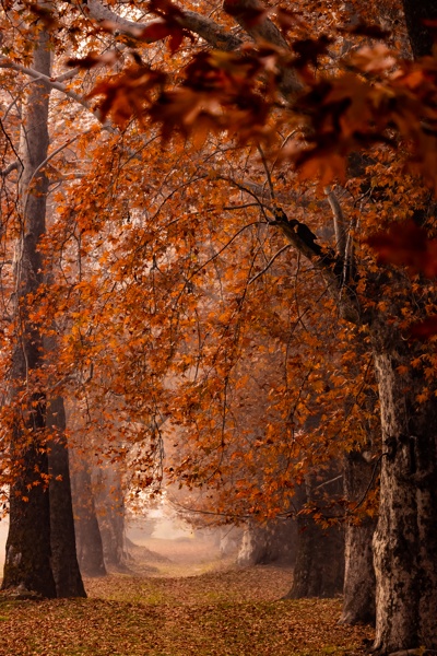 A heaven in red