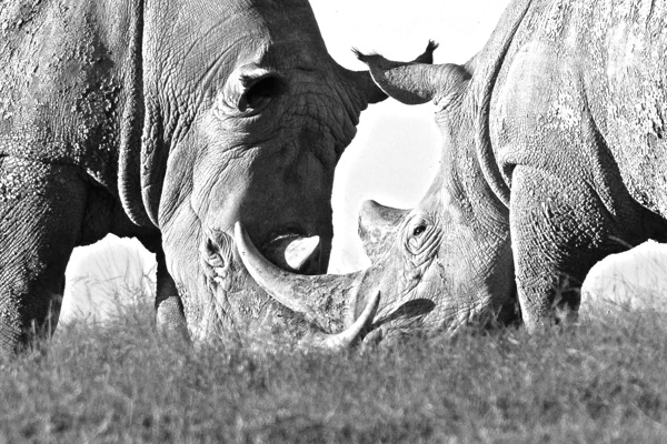 Rhinoceros in Monochrome