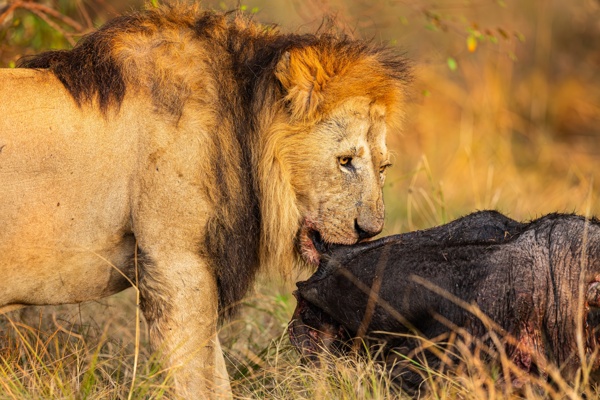 Lion with Carcass