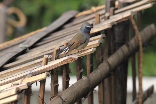 Rufous Gorgeted Flycatcher