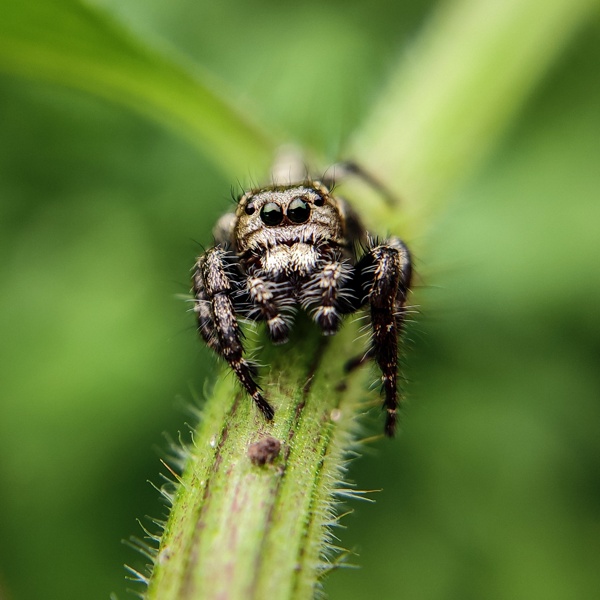 Male Hyllus Semicupreus